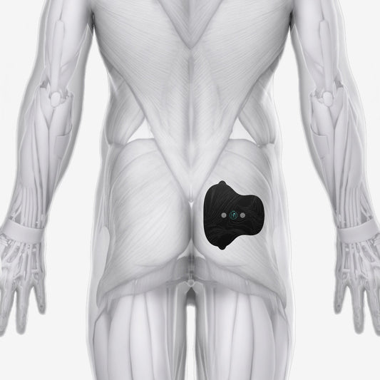 Halo Glute Pad Set 3-Pack